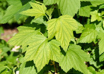 juicy green leaves on a black currant bush