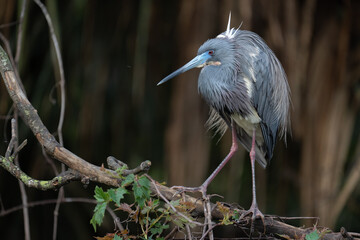 Tri-colored Heron