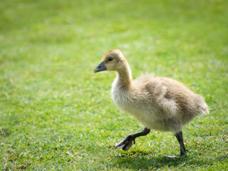 Gosling on a meadow in spring