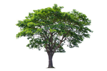 Fototapeta premium Trees isolated on white background, tropical trees isolated used for design, advertising and architecture.
