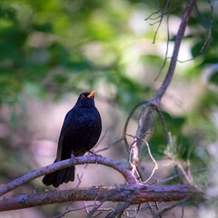 Male blackbird sitting on a branch in the forest