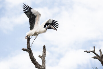 Wood Stork Taking Flight