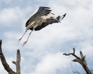 Wood Stork Taking Flight