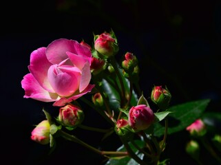 pink and white roses