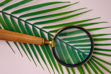 Magnifying glass on a tropical leaf, Creative, a journey into the unknown, searching for nature,...