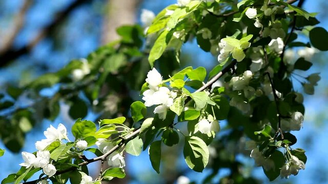 white flowers on branches blooming apple