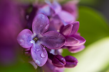 Obraz premium Lilac macro background. Beautiful purple flowers water droplets close-up. Selective focus, blurred foliage background. The concept of freshness, spring flowering, romance. The tenderness of nature.