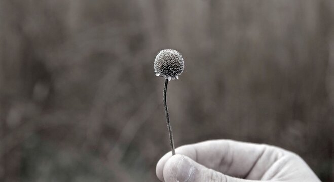 Poppy Seed Head