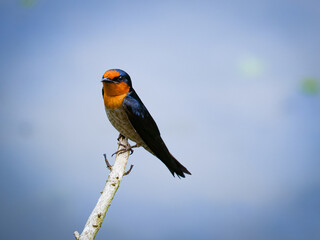 Small passerine bird in the swallow family.