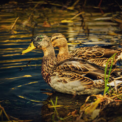 Spotted duck swims in the water close-up on a dark background