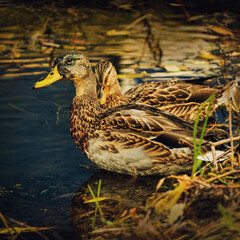 Spotted duck swims in the water close-up on a dark background
