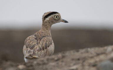 portrait of a peruvian thick knee