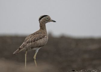 peruvian thick knee