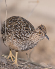 andean tinamou