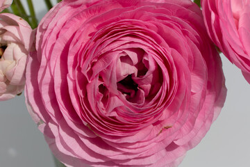 ranunculus azur flower dark pink macrophotography