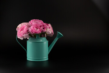 flowers ranunculus azur deep pink in a watering can on a black background