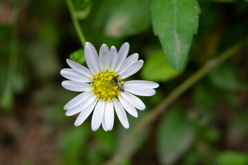 Obraz premium flower