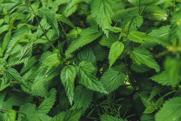 Nettle background