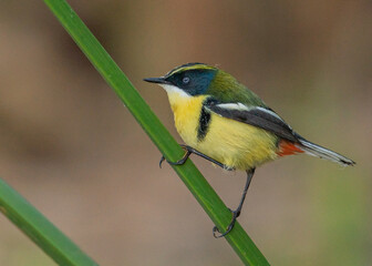 side portrait of a many colored rush tyrant