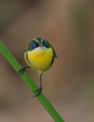 Obraz premium front portrait of a many colored rush tyrant