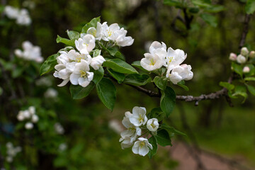 branches of a blooming apple tree in the sunlight white flowers