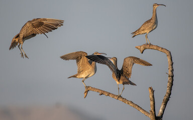 busy branch airport of whimbrels