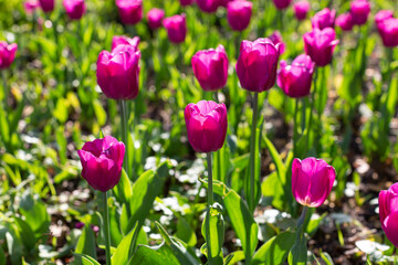 lilac tulips in a large flower bed in the sunlight