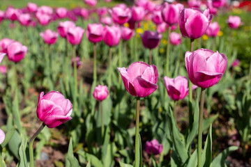 lilac tulips in a large flower bed in the sunlight