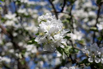 branches of a blooming apple tree in the sunlight white flowers