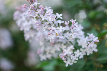Lilac branch close-up. Many petals on the flower. The concept of spring flowering.