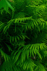 Fototapeta na wymiar Many green lush fern leaves