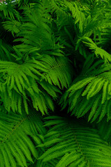 Fototapeta na wymiar Fern green dense tropical thickets