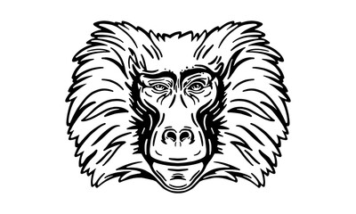 Baboon head illustration, vector, hand drawn, isolated on black background, african animal