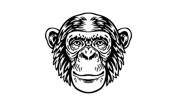 chimpanzee