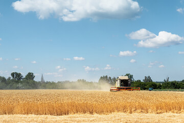Fototapeta premium Scenic front view Big powerful industrial combine harvester machine reaping golden ripe wheat cereal field on bright summer or autumn day. Agricultural yellow field machinery landscape background