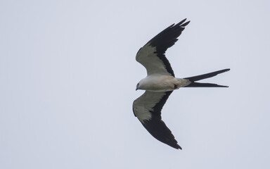 swallow tailed kite
