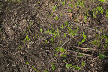 grass in the ground