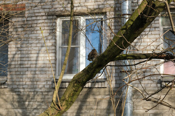 bird on a tree