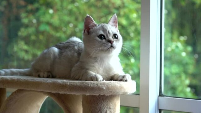 Cute Scottish Kitten Sitting On Cat Tower
