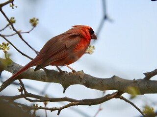 Cardinals