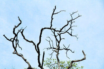Fototapeta na wymiar Dried branches of trees against blue sky