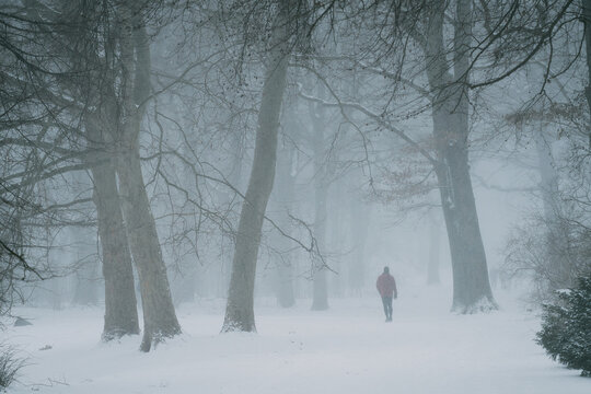 Man walking in snowy white winter forest