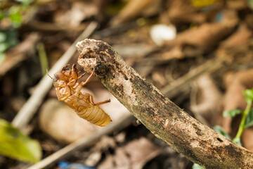 Close-up photo of a cicada's molting on a branch.,The molting of a cicada on a branch