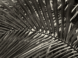 dark sepia toned monochrome image of a large tropical leaves with a striped pattern