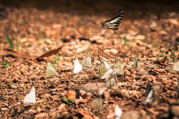 Many yellow and black pieridae butterflies gathering water on floor mud. Butterflies are feeding mineral in salt marsh in forest