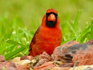 Cardinals