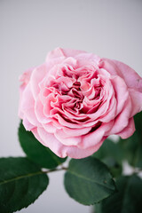 Beautiful single headed pink o'hara rose flower on the grey wall background, close up view
