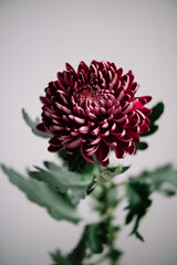 Beautiful single headed purple chrysanthemum flower on the grey wall background, close up view