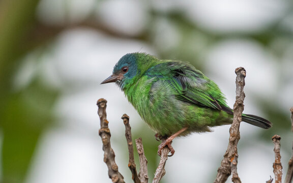young blue dacnis with immature plumage