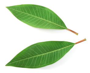 fresh Frangipani leaf isolated on white background, top view